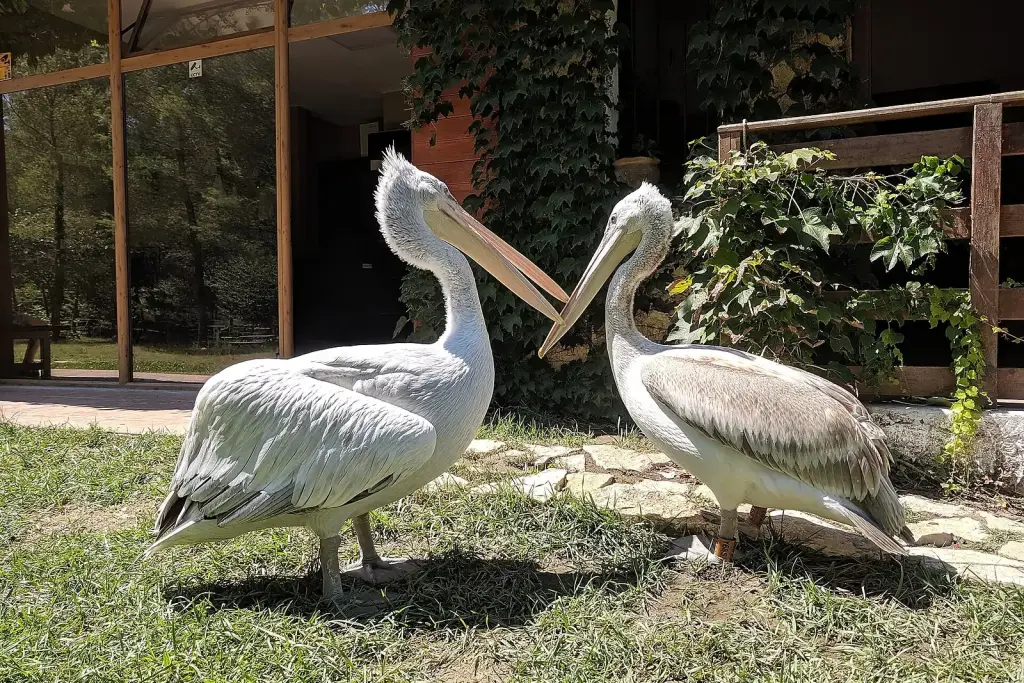 Albania wildlife nature pelican