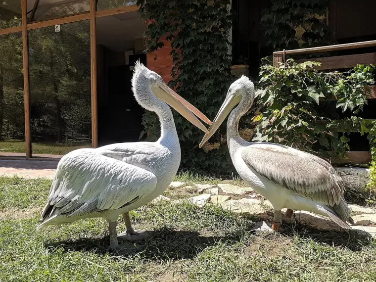 Albania wildlife nature pelican